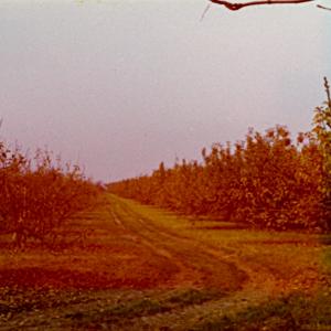 0077PL Apple Orchard October 1976